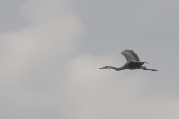 Great Blue Heron - ML621352871