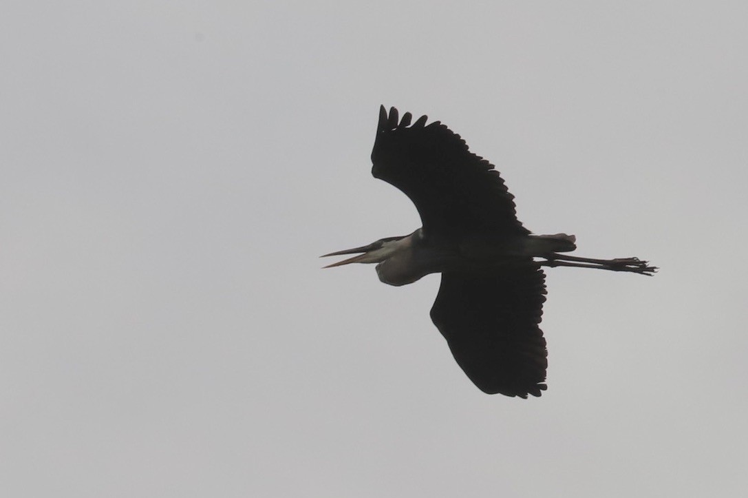 Great Blue Heron - ML621352873