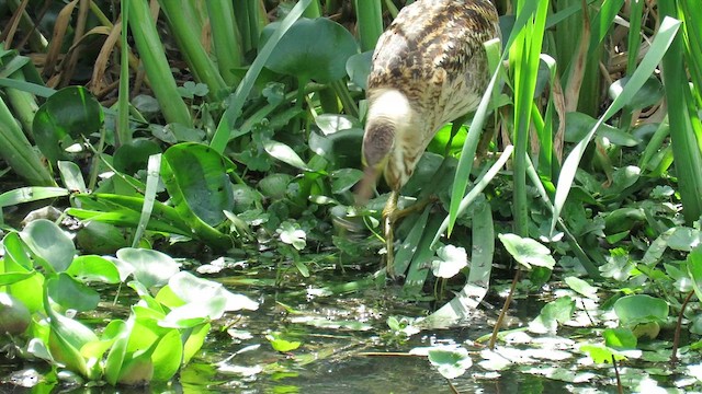 Pinnated Bittern - ML621352877