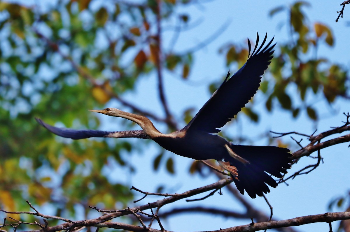 Oriental Darter - ML621352878