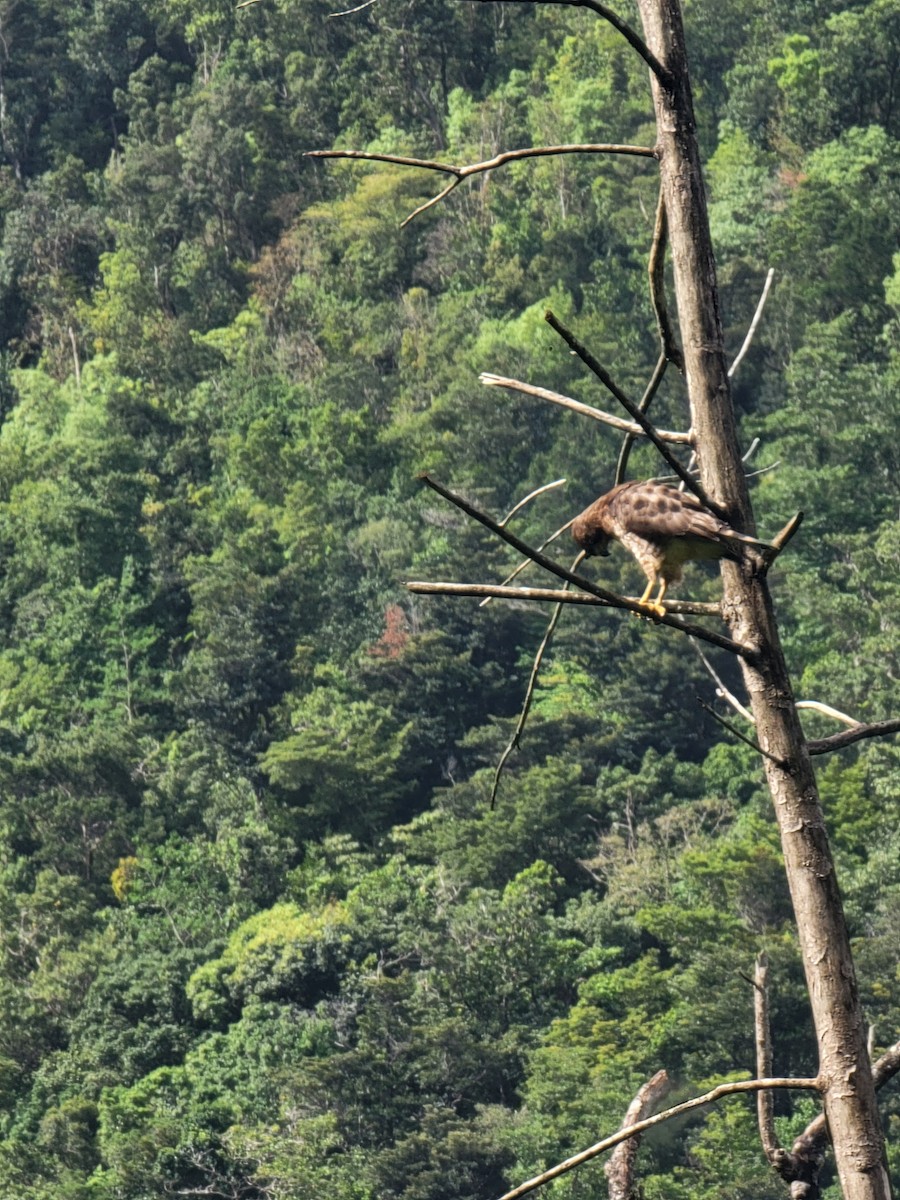 Broad-winged Hawk - ML621352880