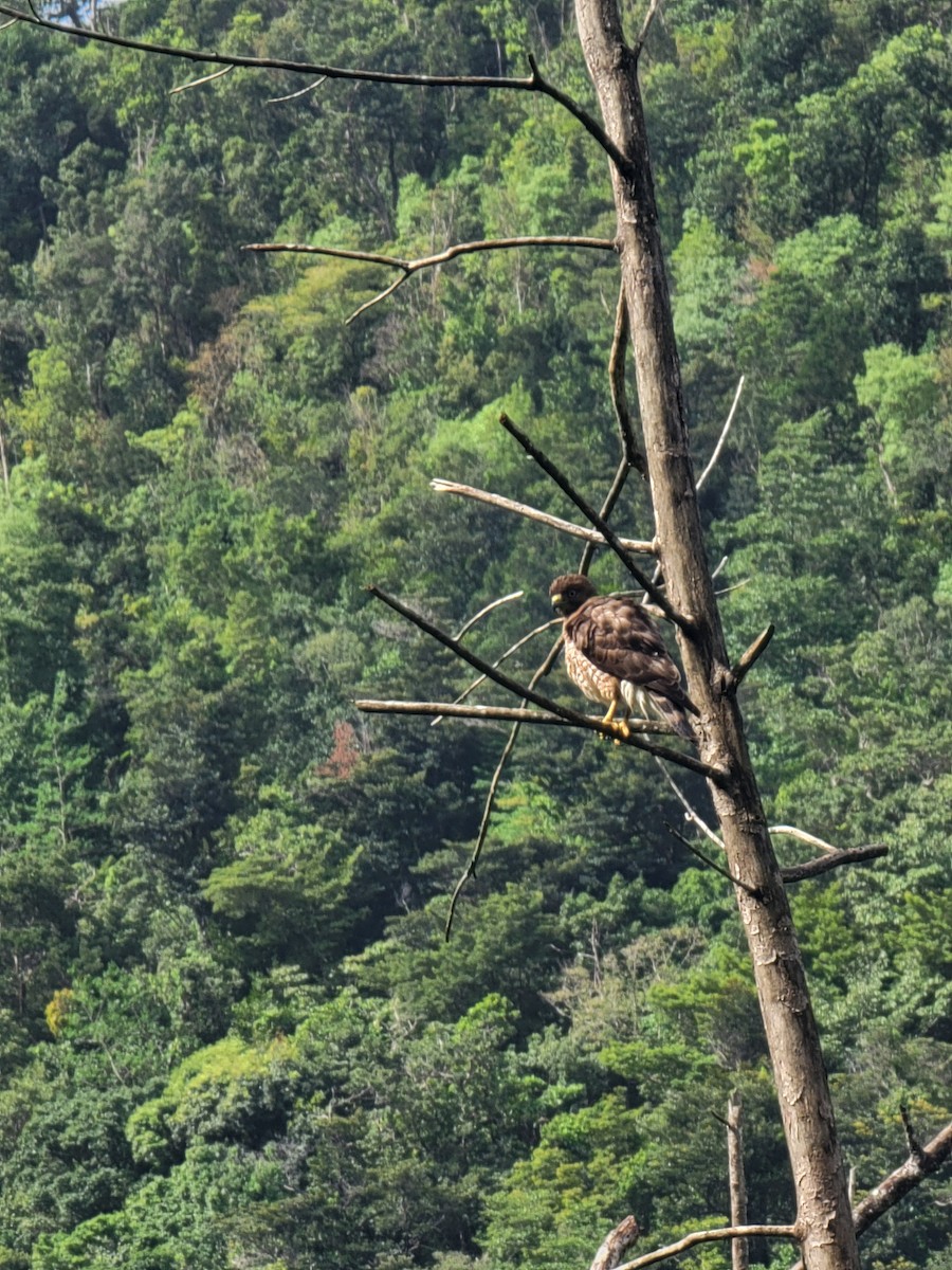 Broad-winged Hawk - ML621352881