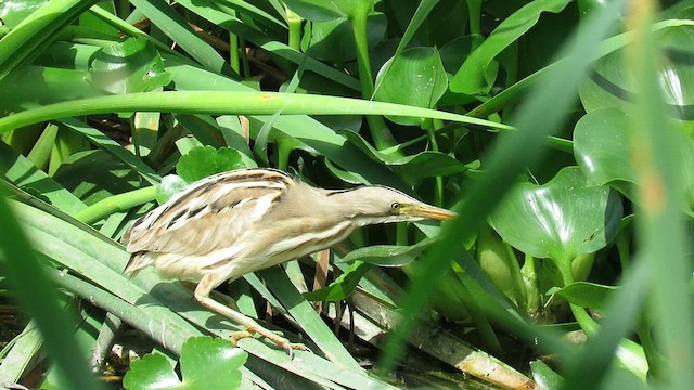 Stripe-backed Bittern - ML621352902