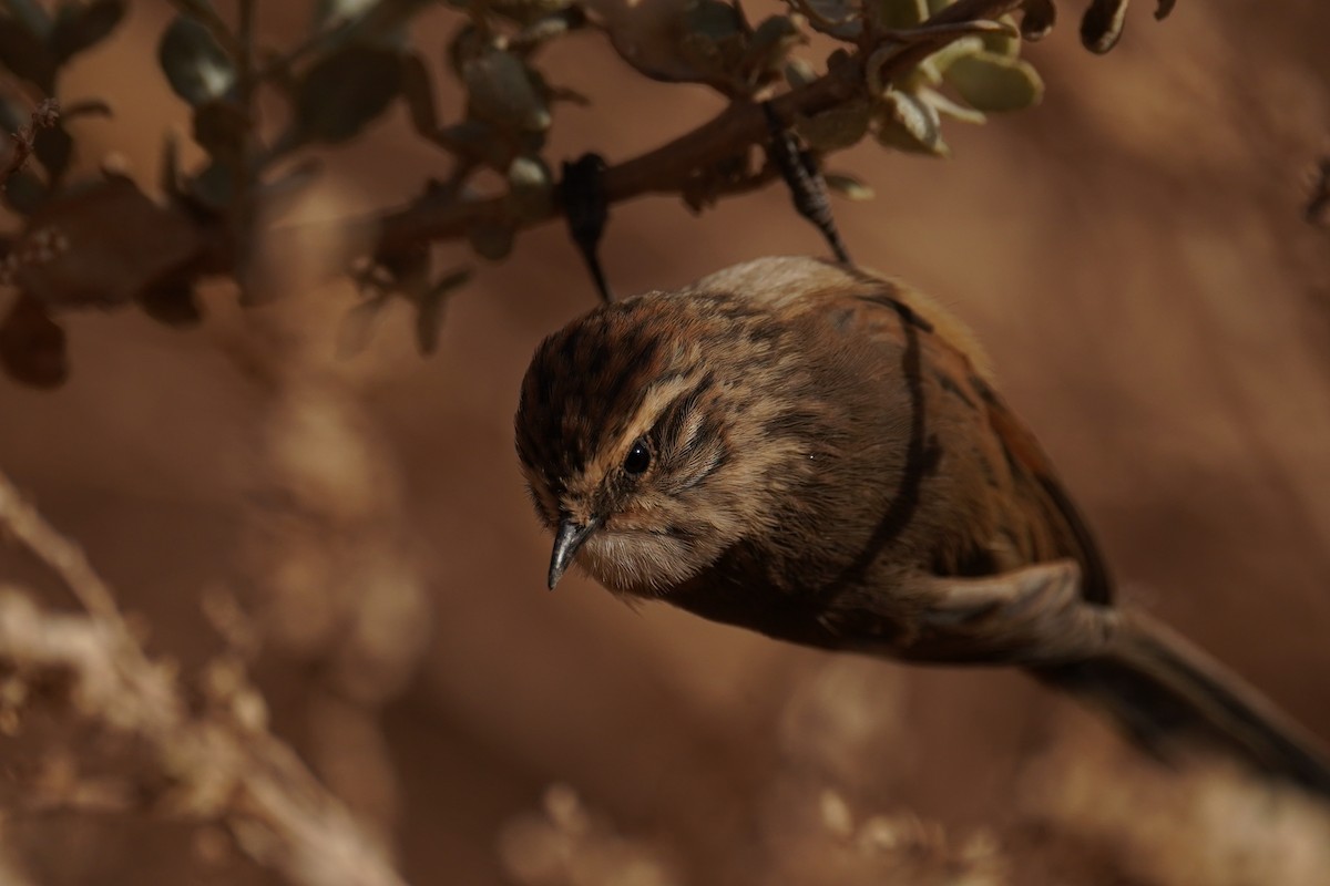 Plain-mantled Tit-Spinetail (berlepschi) - ML621352909