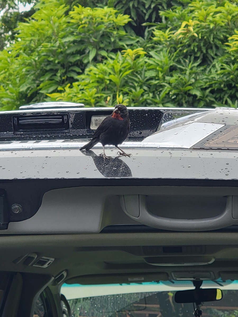 Lesser Antillean Bullfinch - ML621352940