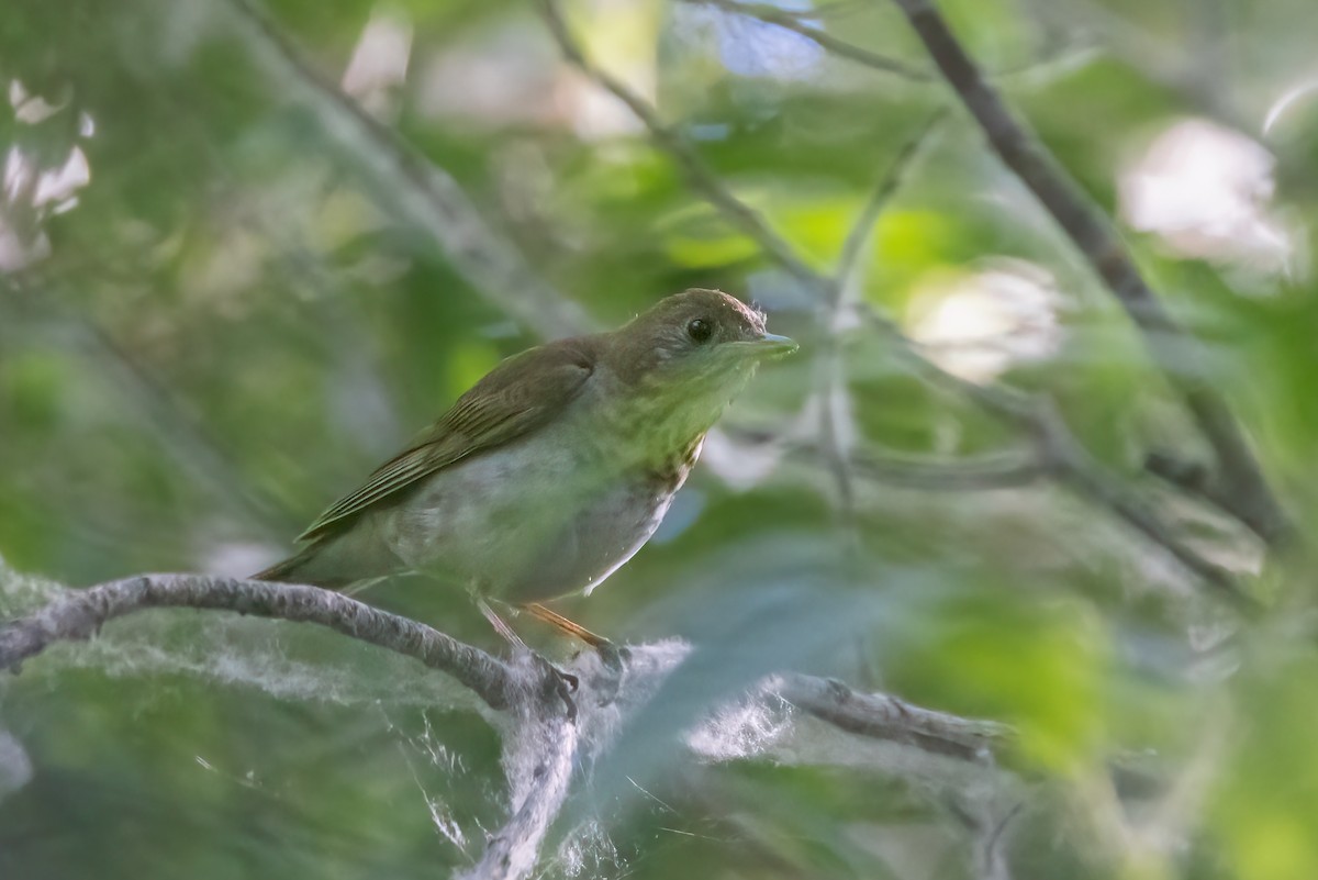 Veery - ML621353033