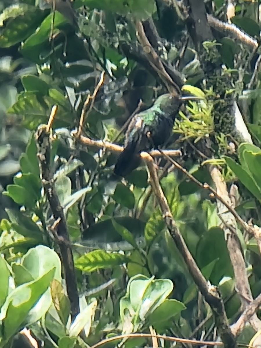 Green-throated Carib - ML621353038