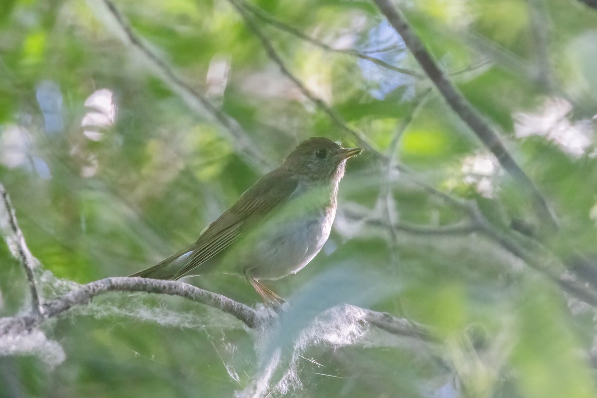 Veery - ML621353046