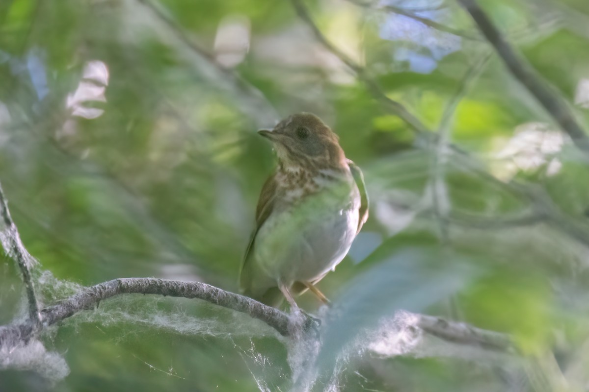 Veery - ML621353055