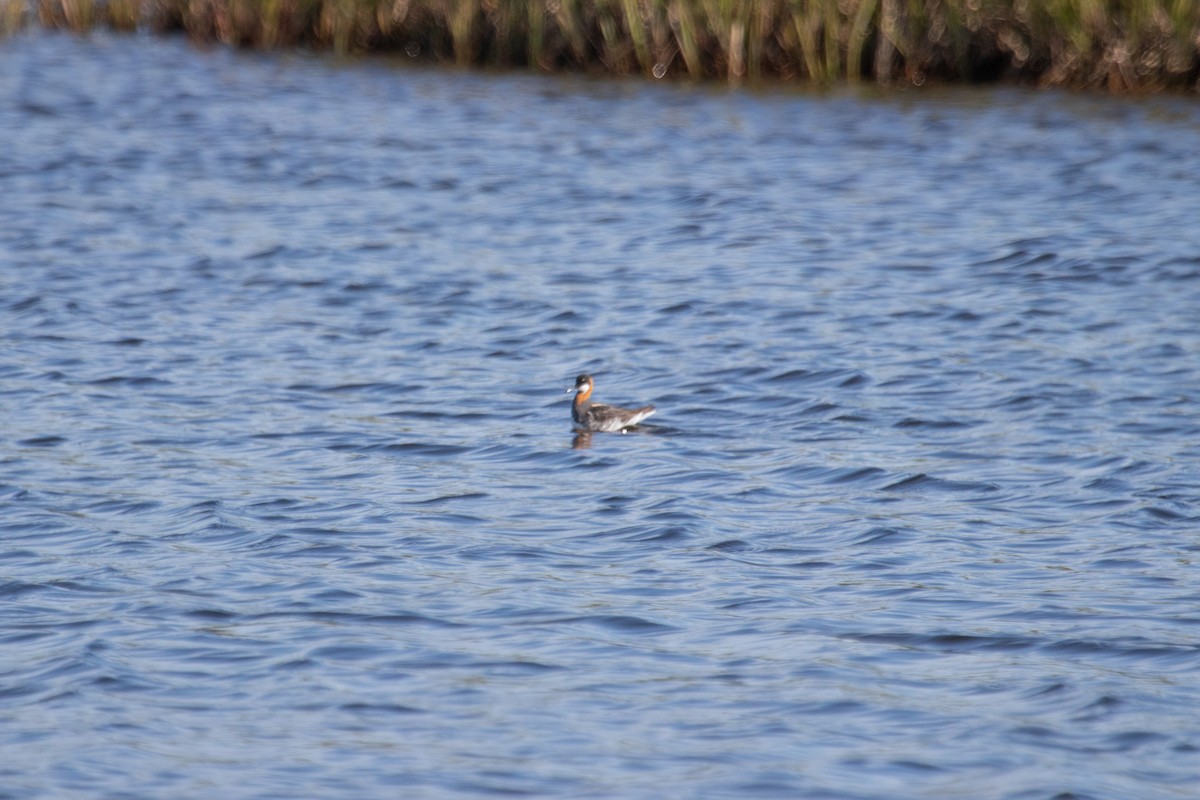 Red-necked Phalarope - ML621353097