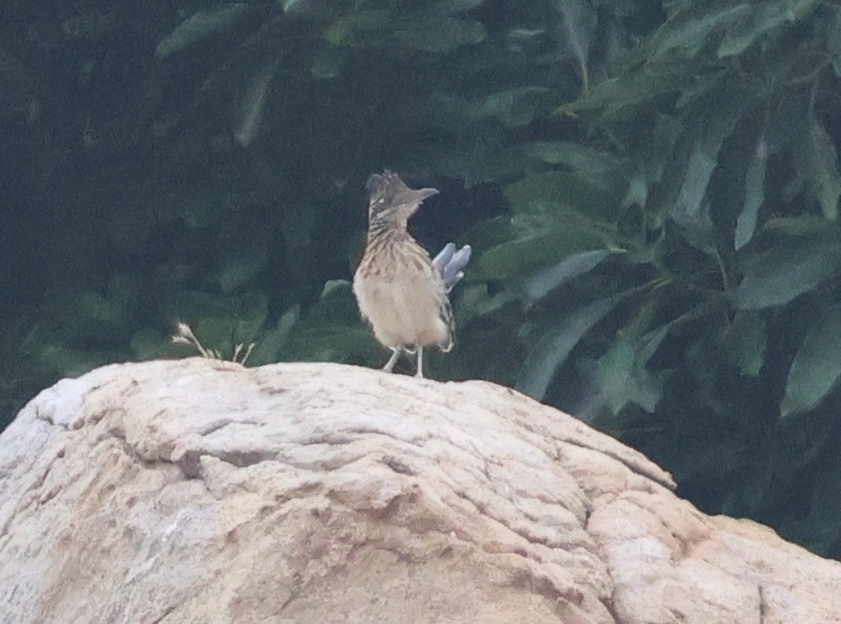 Greater Roadrunner - ML621353098