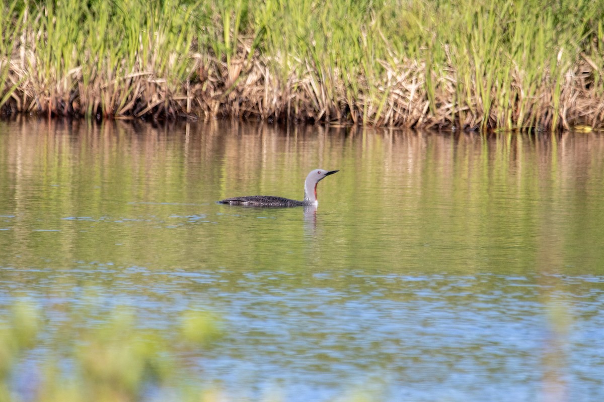 Red-throated Loon - ML621353100