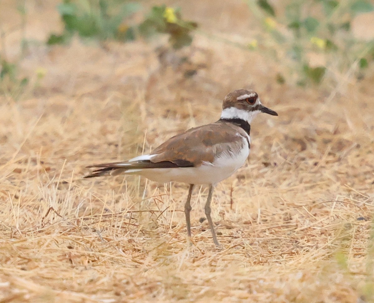 Killdeer - ML621353102