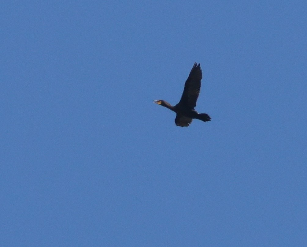 Double-crested Cormorant - ML621353104