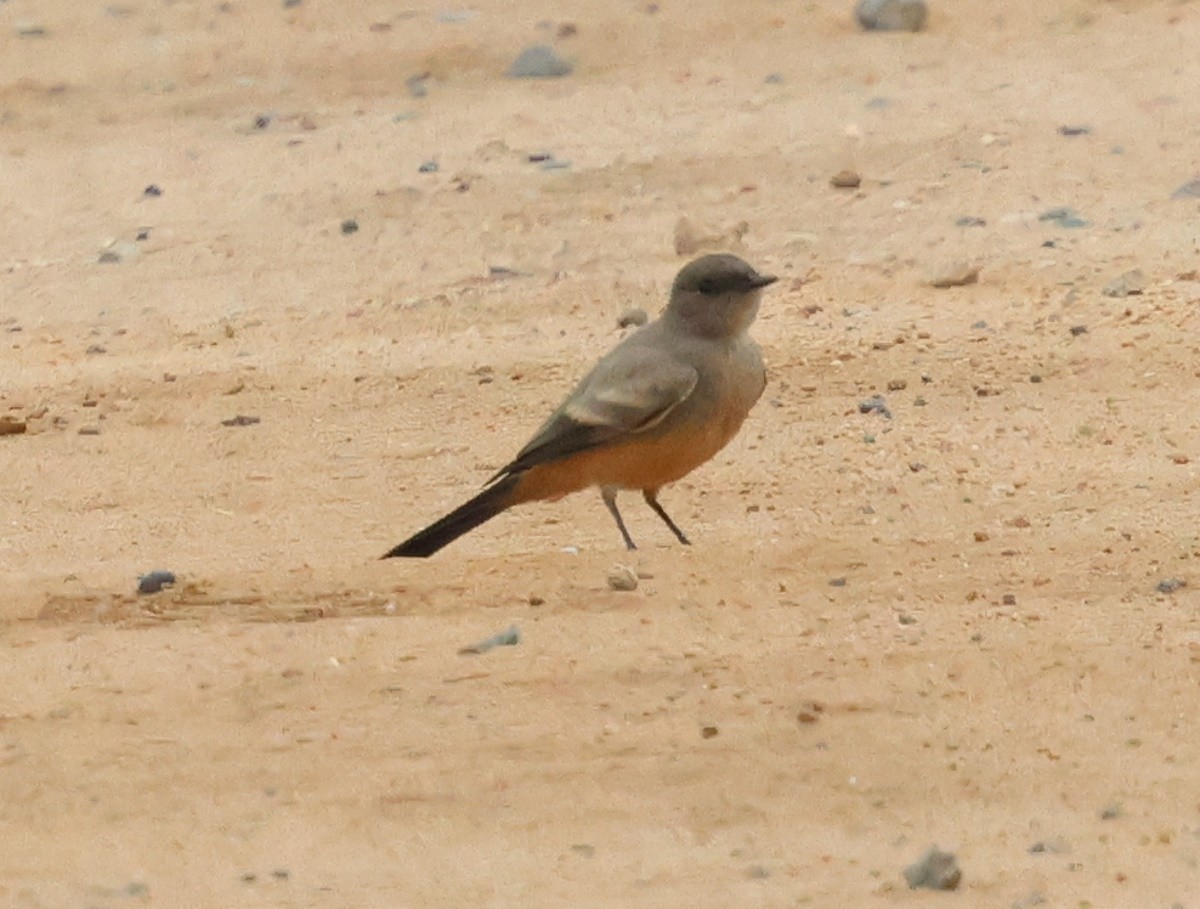 Say's Phoebe - ML621353105