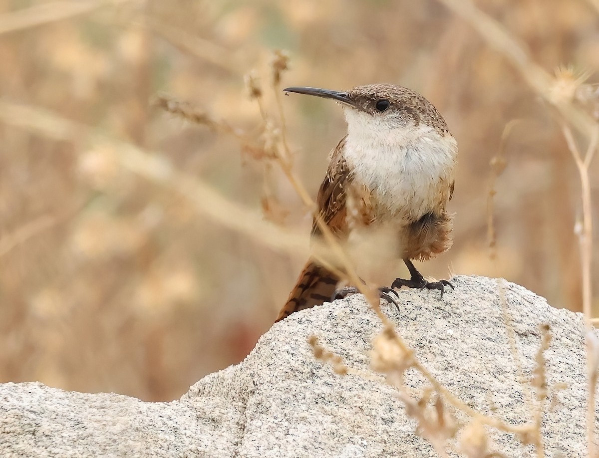 Canyon Wren - ML621353109