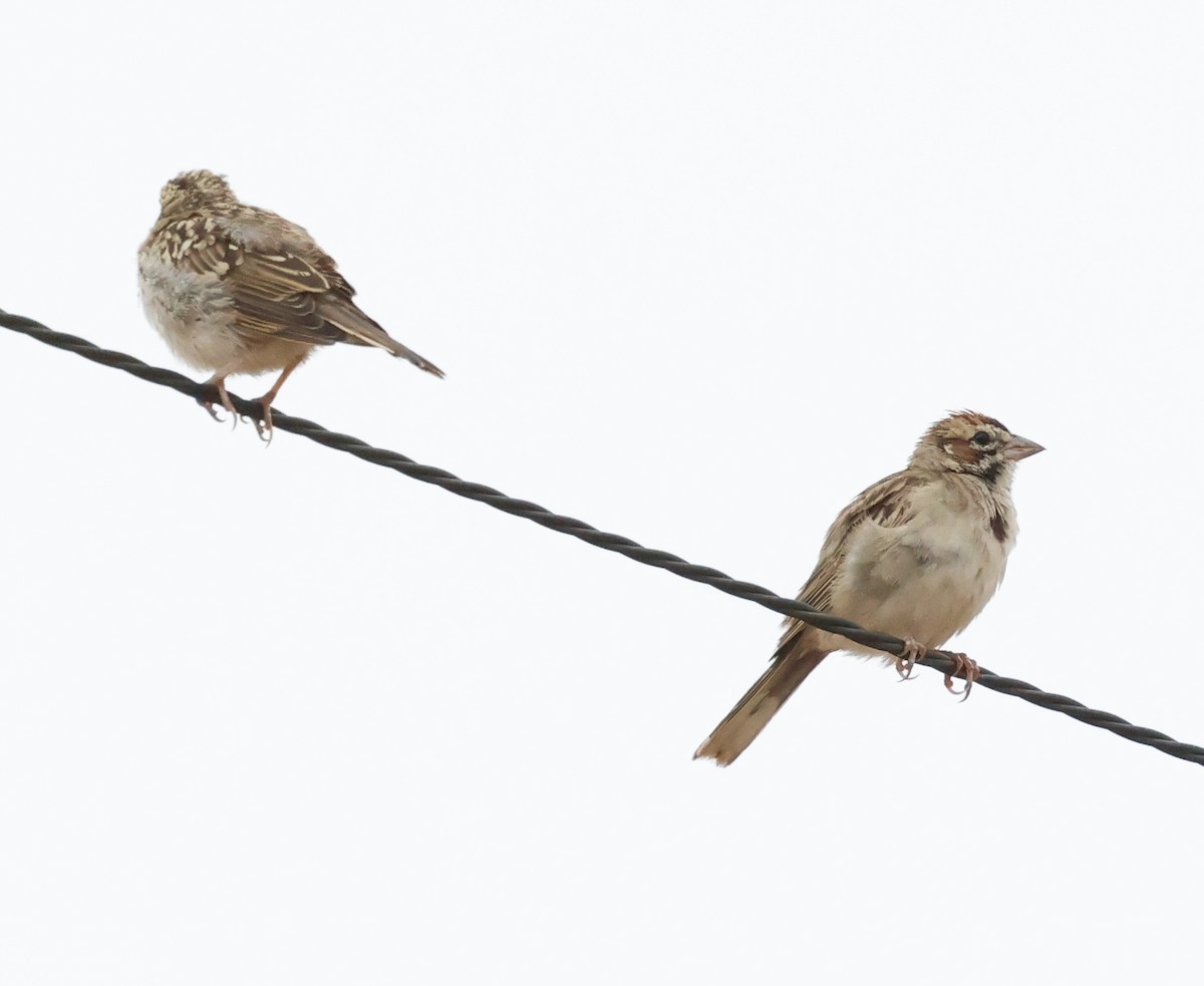 Lark Sparrow - ML621353121