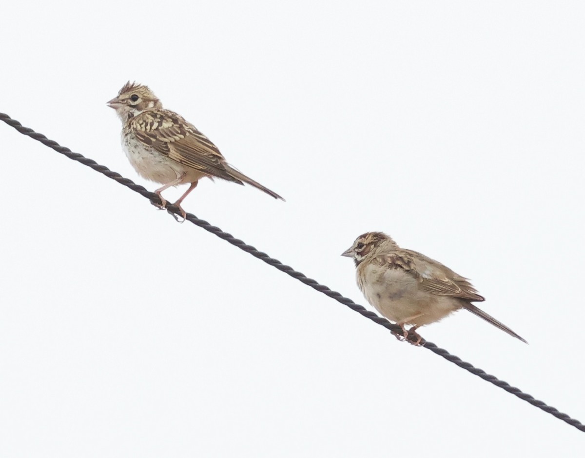 Lark Sparrow - ML621353122