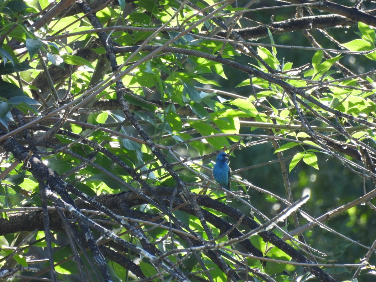 Indigo Bunting - ML621353133