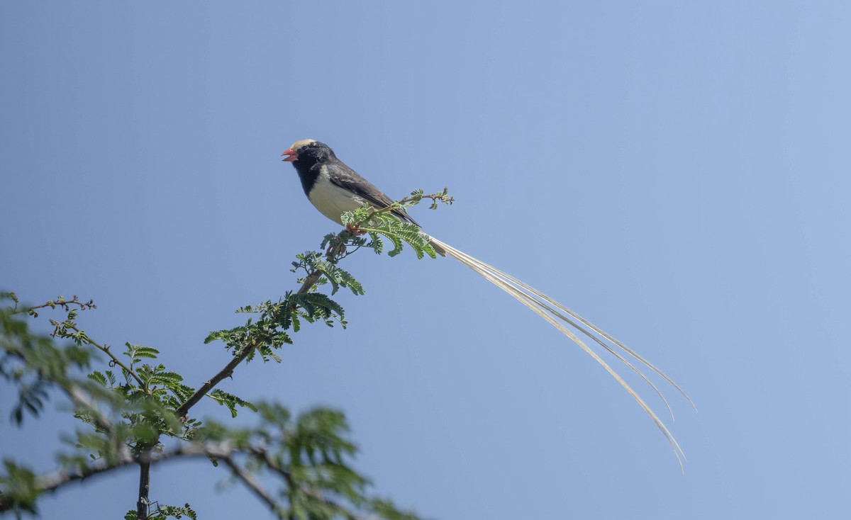 Straw-tailed Whydah - ML621353142