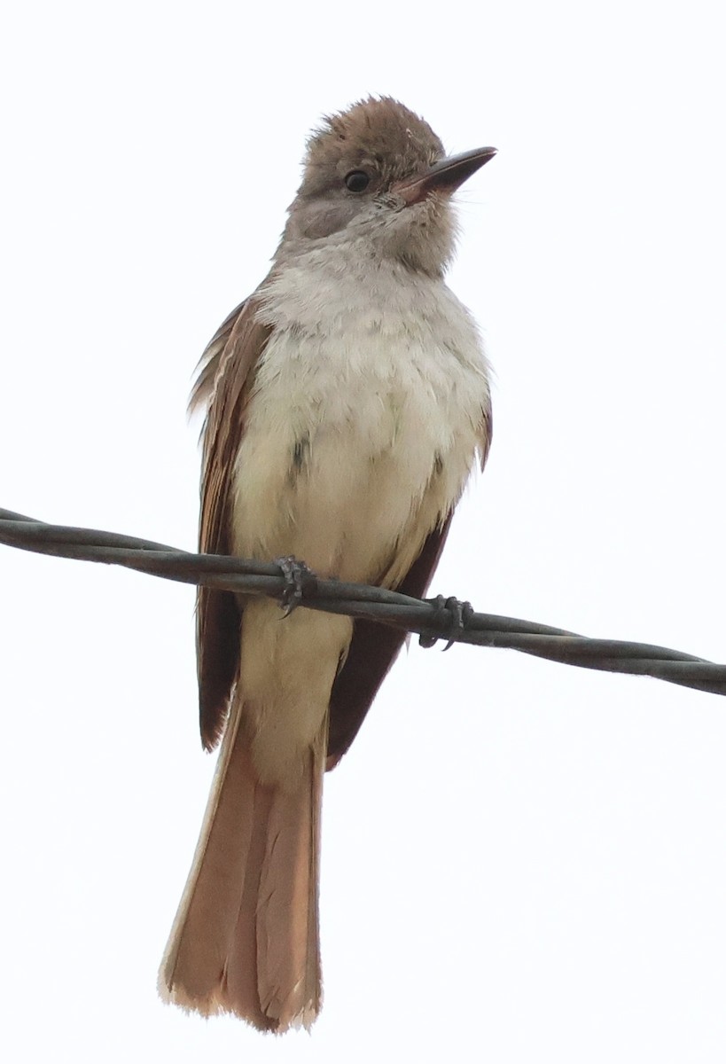 Ash-throated Flycatcher - ML621353145