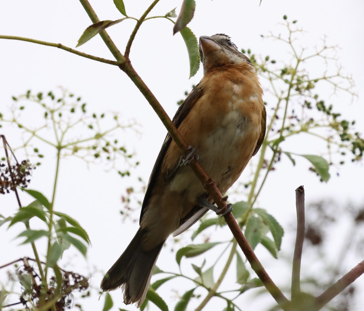 Black-headed Grosbeak - ML621353147