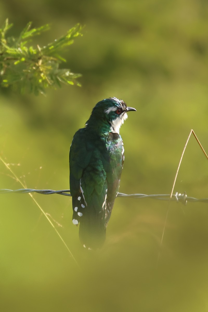 Dideric Cuckoo - ML621353149