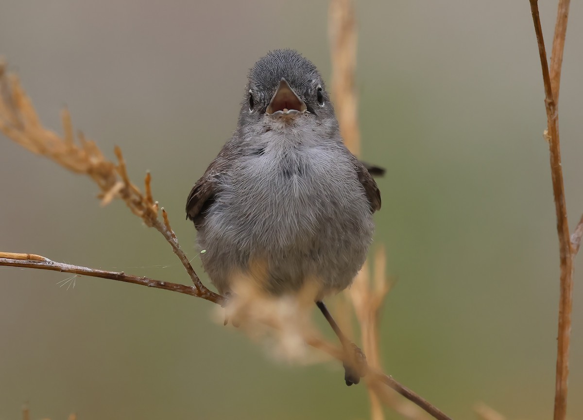 Perlita Californiana - ML621353156