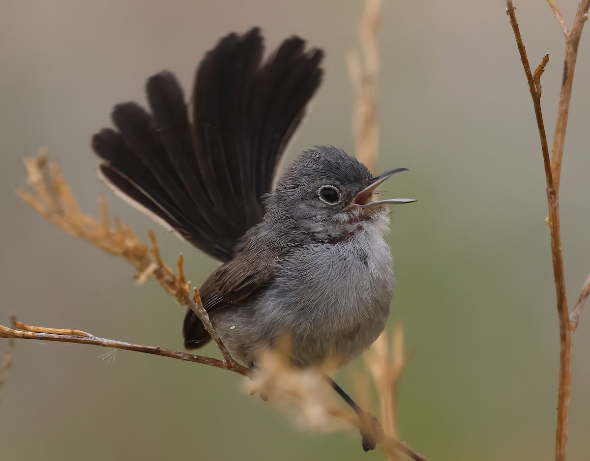 California Gnatcatcher - ML621353157