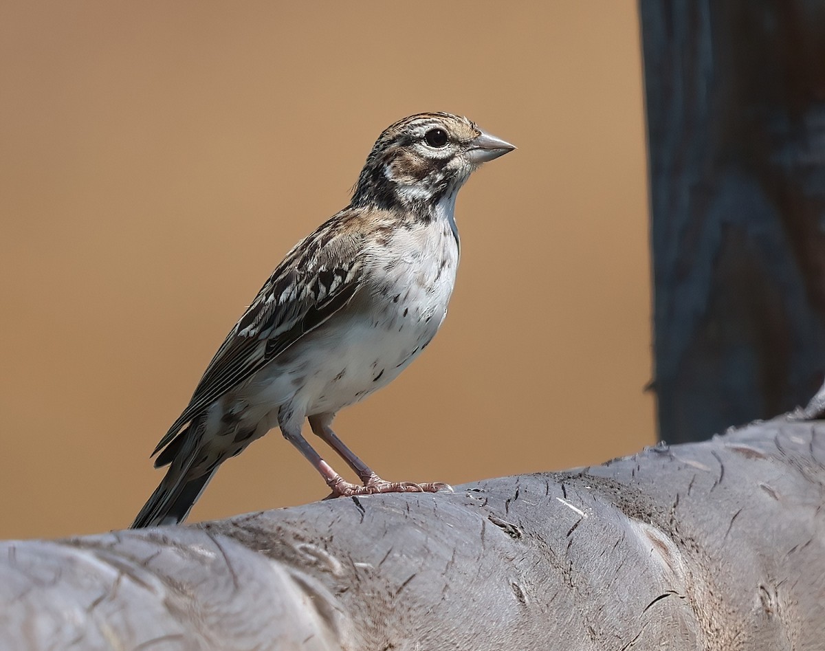 Lark Sparrow - ML621353168