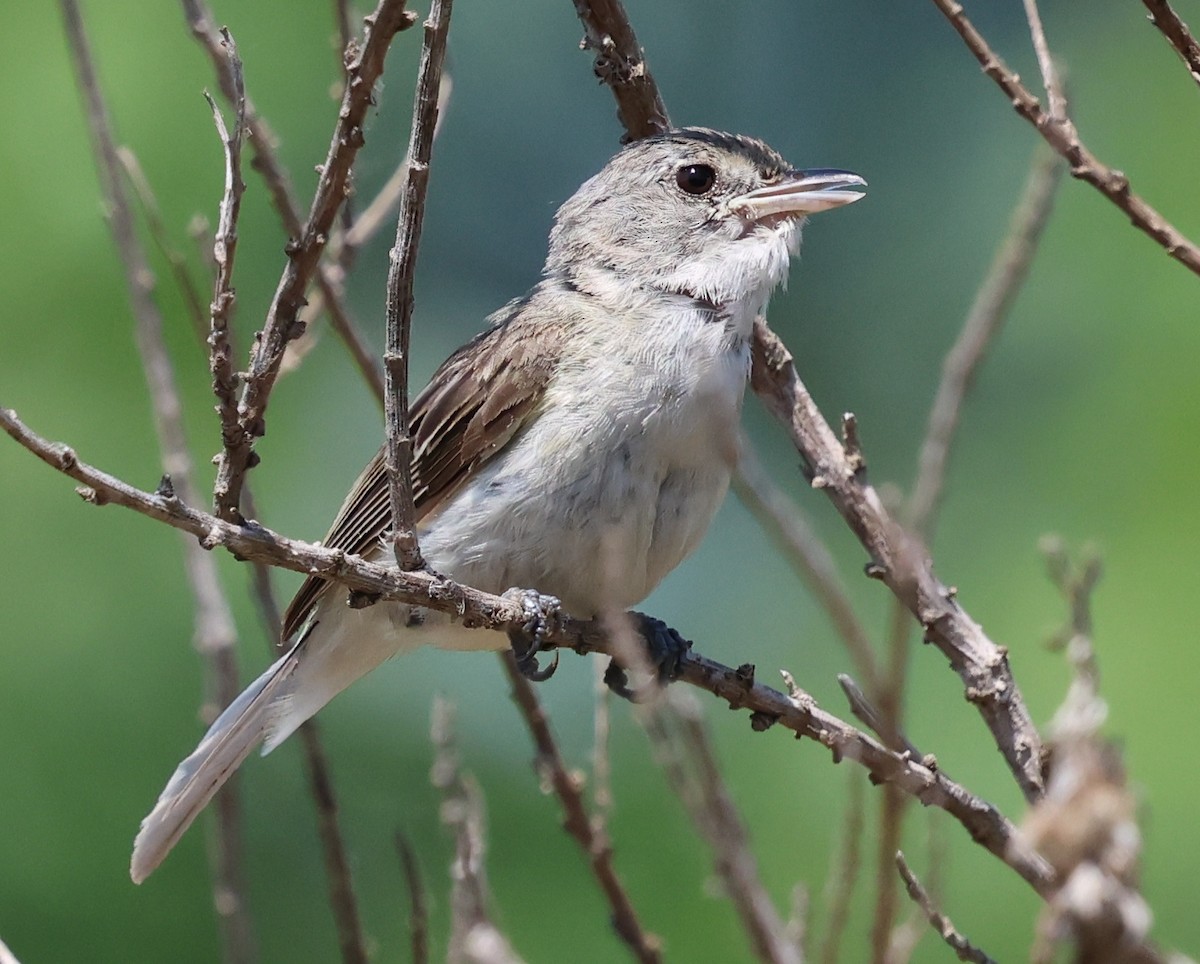 Vireo de Bell - ML621353178