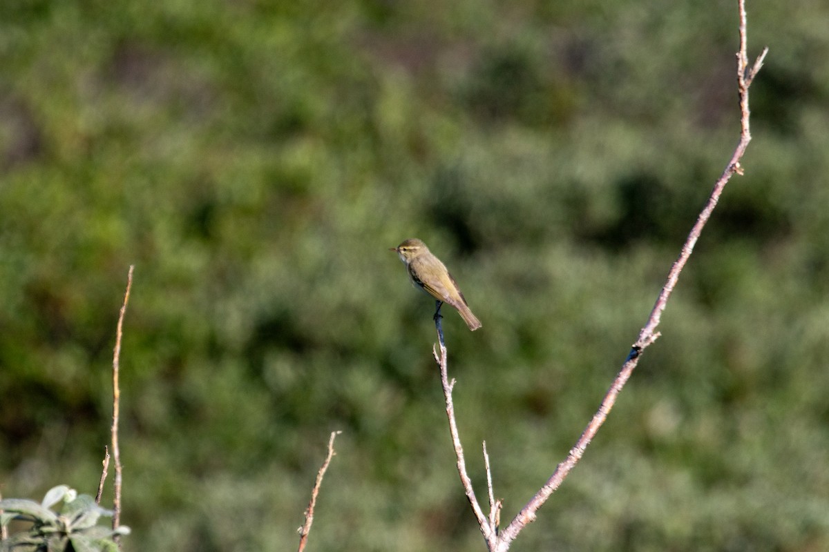 Arctic Warbler - ML621353253