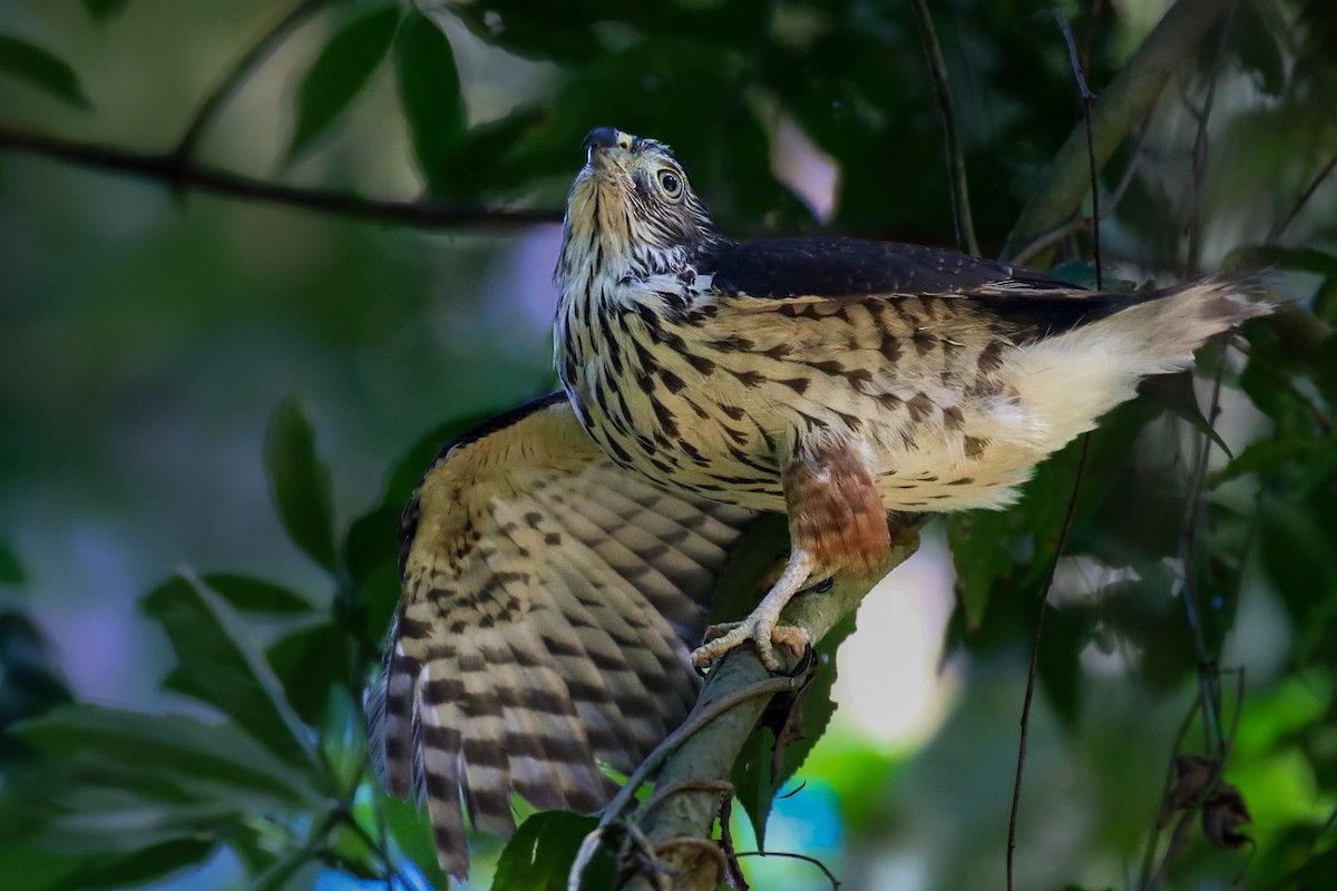 Rufous-thighed Kite - ML621353274