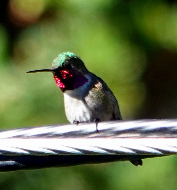 Broad-tailed Hummingbird - ML621353379