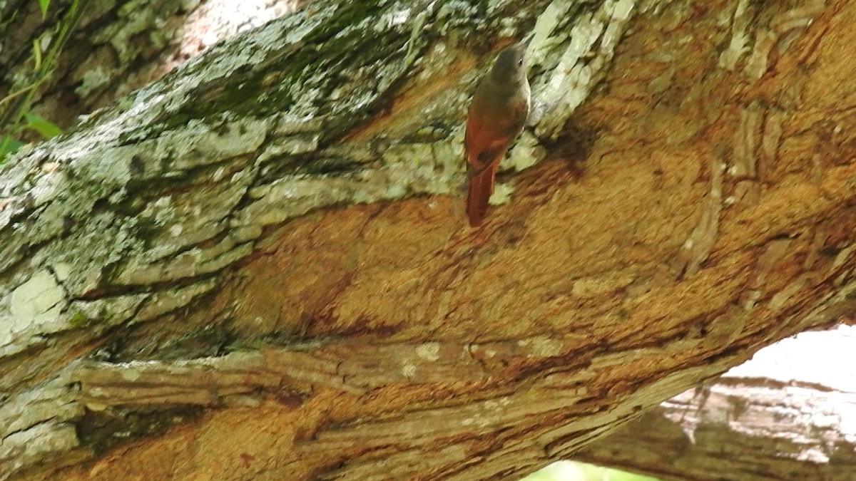 Olivaceous Woodcreeper - ML621353414