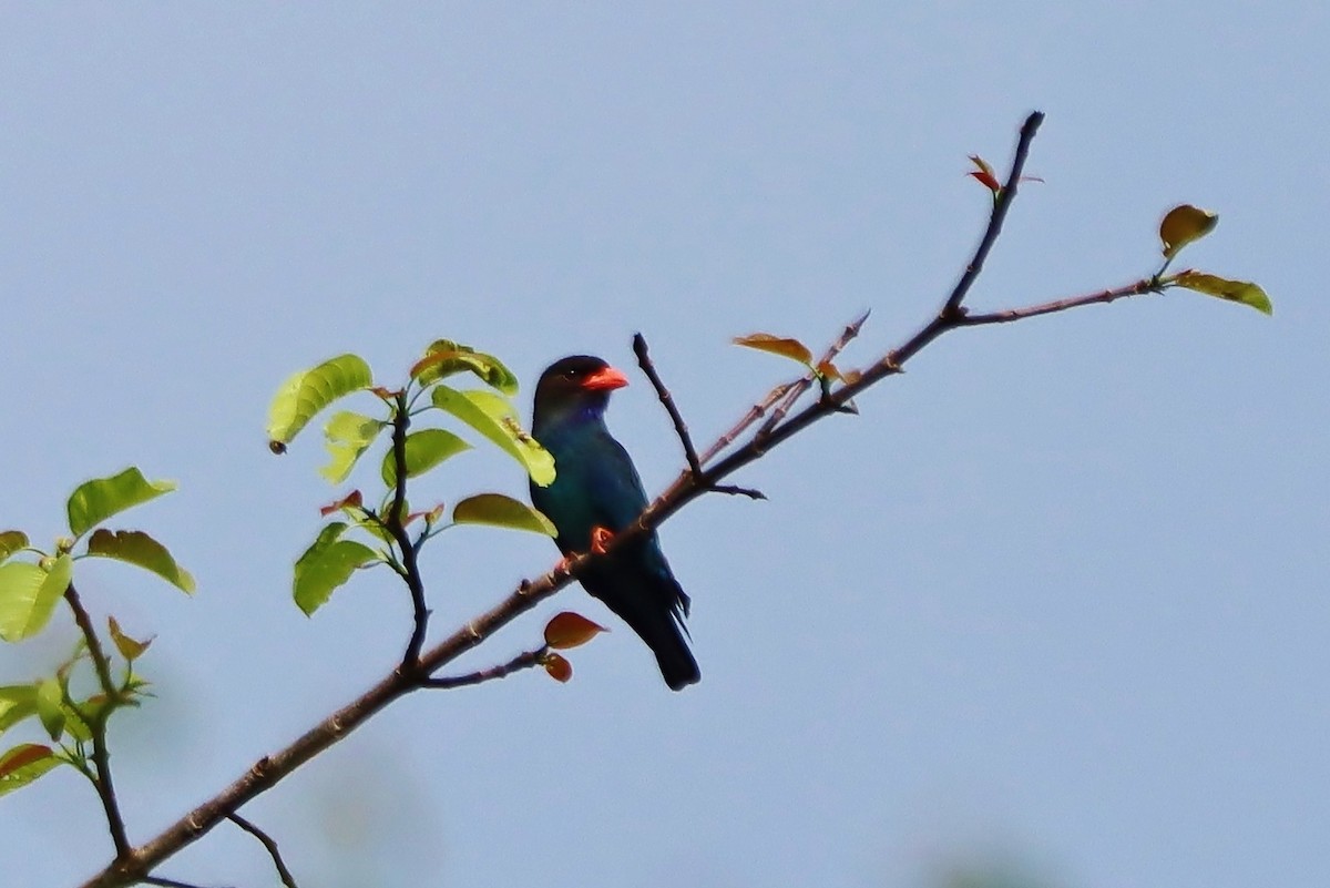 Dollarbird - ML621353428