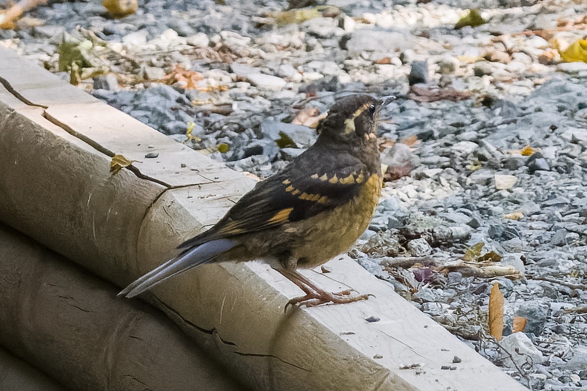 Квічаль рудобровий - ML621353434