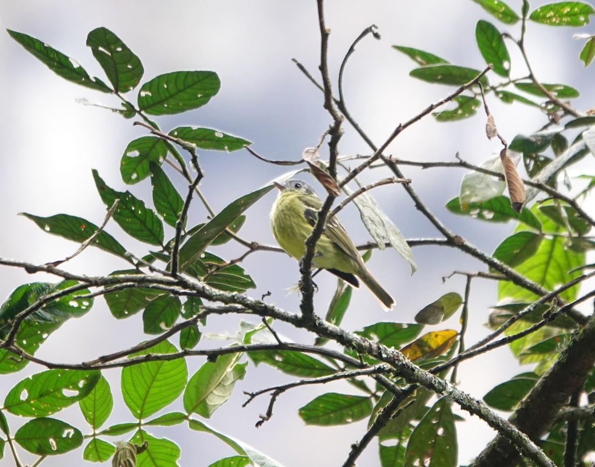 Ashy-headed Tyrannulet - Duane Morse