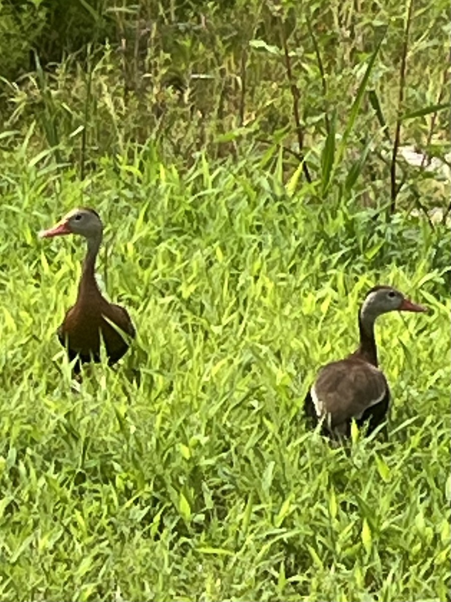 Black-bellied Whistling-Duck - ML621353665