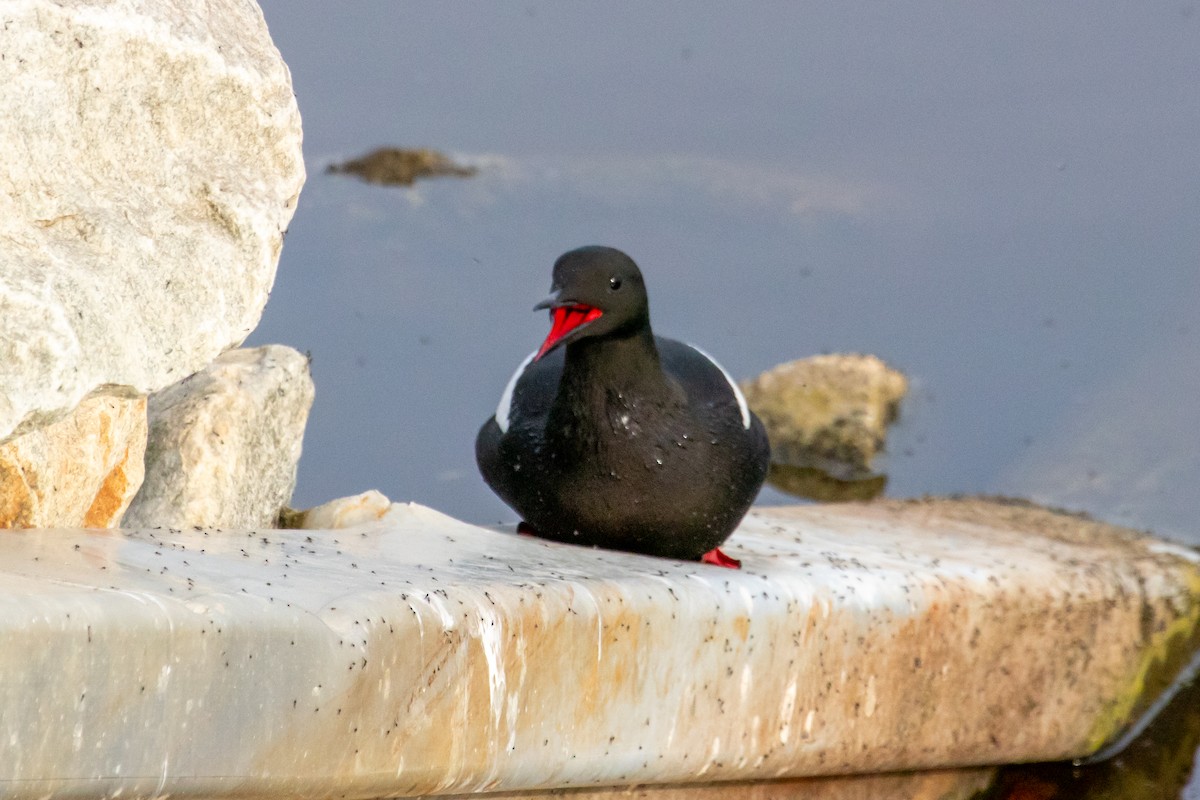 Guillemot à miroir - ML621353677