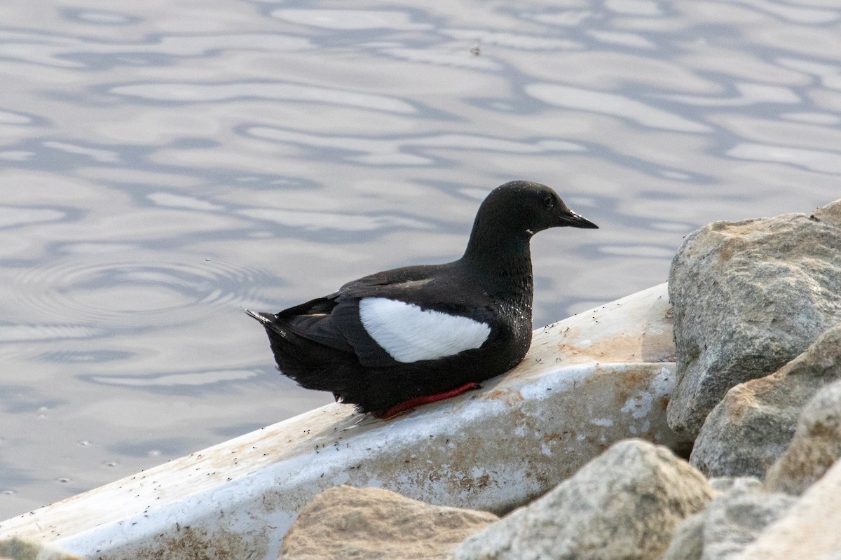 Guillemot à miroir - ML621353678