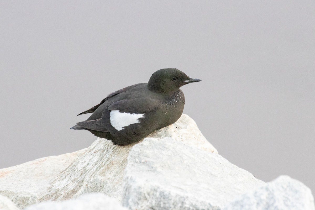 Guillemot à miroir - ML621353685