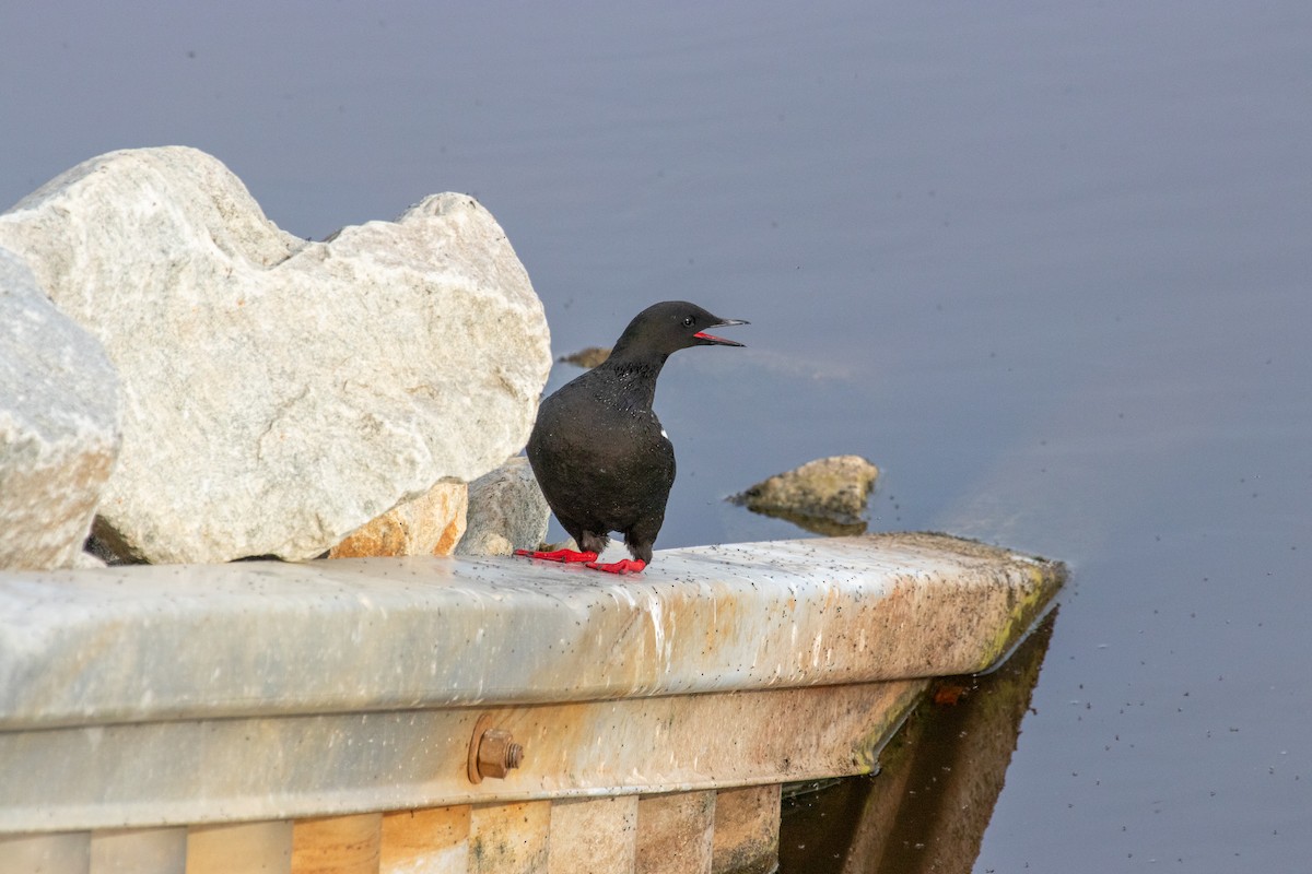 Guillemot à miroir - ML621353686