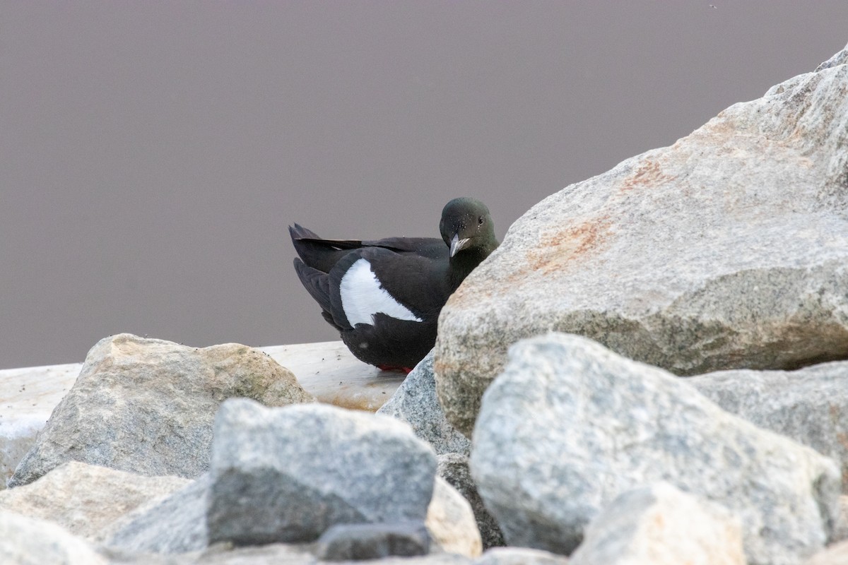 Guillemot à miroir - ML621353687