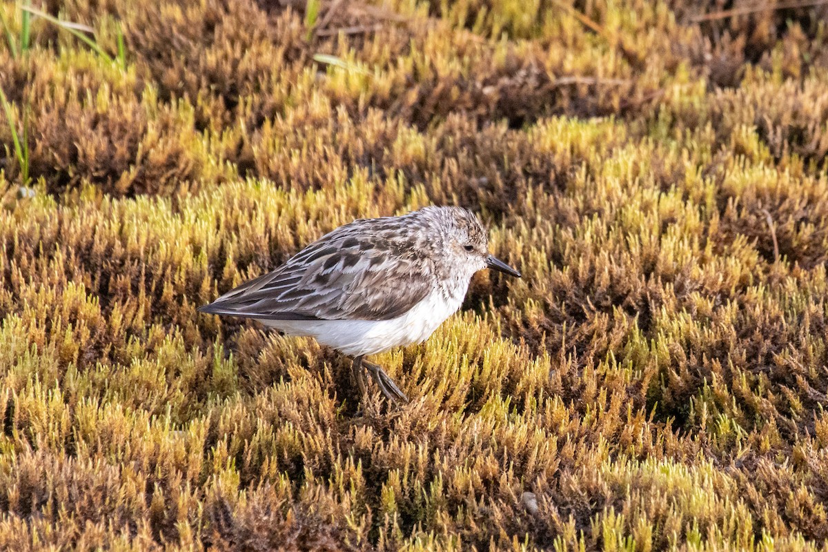 Semipalmated Sandpiper - ML621353719