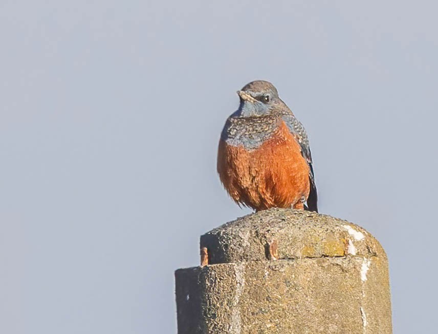 skalník modrý (ssp. philippensis) - ML621353751