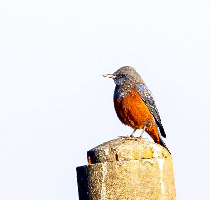 Blue Rock-Thrush (philippensis) - Dan Parliament