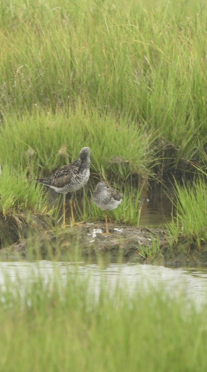 Greater Yellowlegs - ML621353778