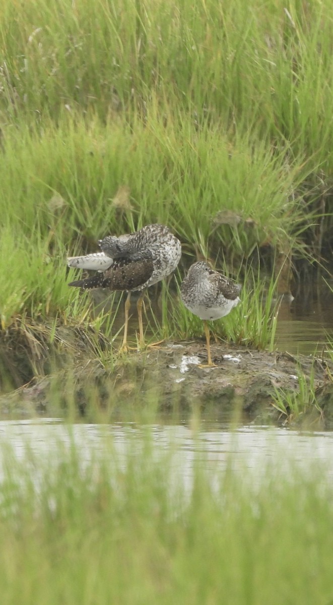 Greater Yellowlegs - ML621353779