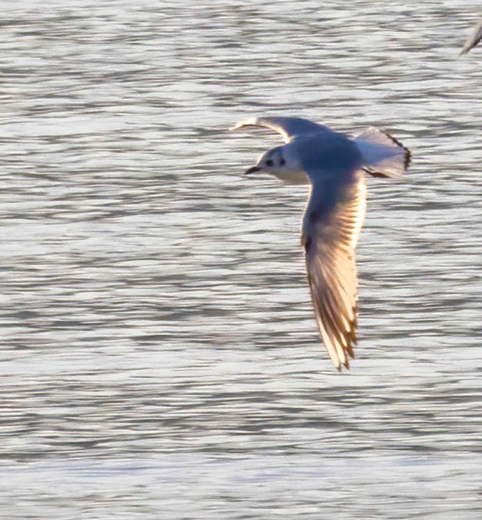 Saunders's Gull - Dan Parliament